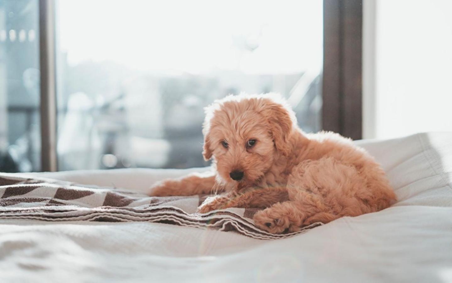 The Gibson Hotel Great Falls, Ascend Hotel Collection 외부 사진